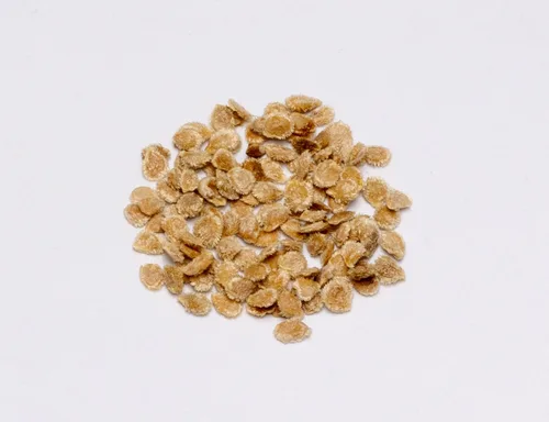 Miniatura 2 de Floradel Semillas de tomate Solanum lycopersicum - Planta con confianza - Más de 125 semillas tradicionales sin OMG para cosechas abundantes