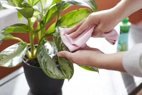 Miniatura 5 de Miracle-Gro Leaf Shine Spray para plantas de interior de hojas duras, limpia y embellece el follaje, 8 onzas líquidas (paquete de 2)