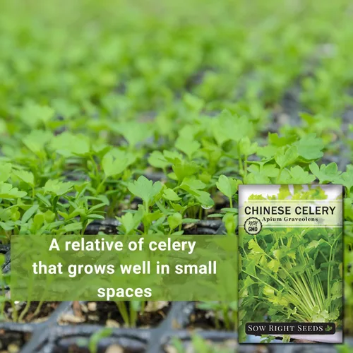 Miniatura 3 de Sow Right Seeds - Semillas de apio chino para plantar - Paquete de semillas autóctonas sin OMG con instrucciones para plantar y cultivar un jardín