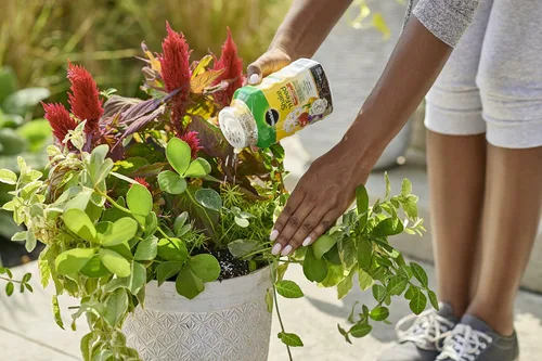 Miniatura 6 de Miracle-Gro Shake 'N Feed - Alimento vegetal multiusos, fertilizante para plantas, 1 libra (paquete de 6)