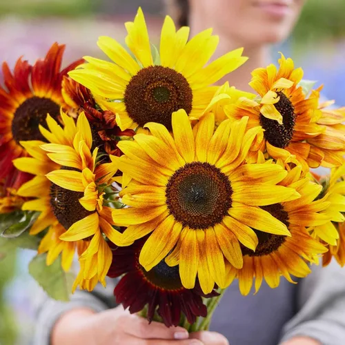 Miniatura 29 de Eden Brothers Semillas de girasol - Autumn Beauty