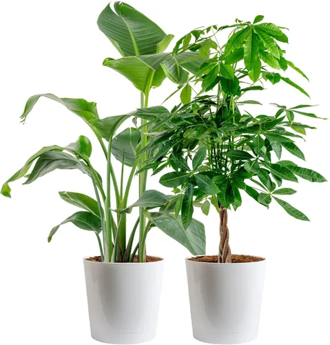Miniatura 11 de Costa Farms White Bird of Paradise - Planta viva en maceta decorativa, planta de interior grande, perfecta para decoración del hogar, habitación u