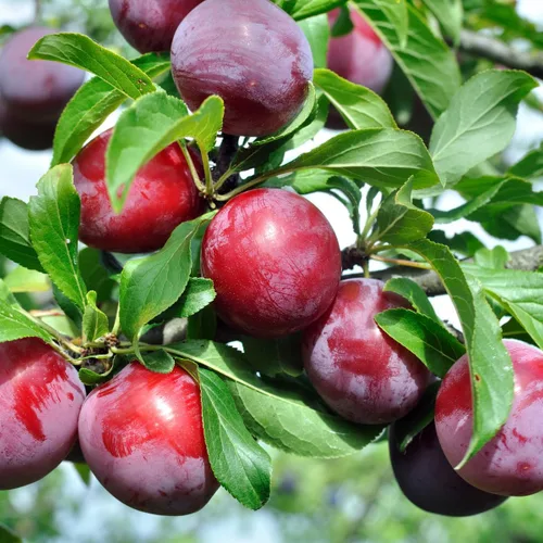 Miniatura 3 de Más de 150 semillas de árboles frutales de ciruelo tropical para plantar al aire libre, reliquia sin OMG Prunus Maritima. Cultiva tu propia fruta