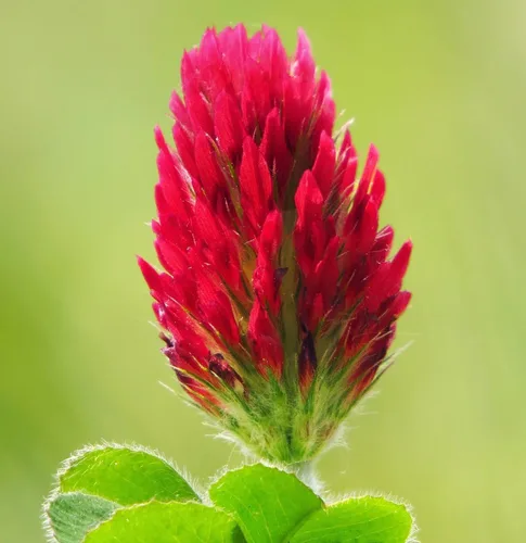 Miniatura 2 de TomorrowSeeds - Crimson Clover Seeds - 1 Pound - for 2025 Planting USA Garden Flower Italian Blood Red Clovers Winter Annual Cover Crop Non-GMO