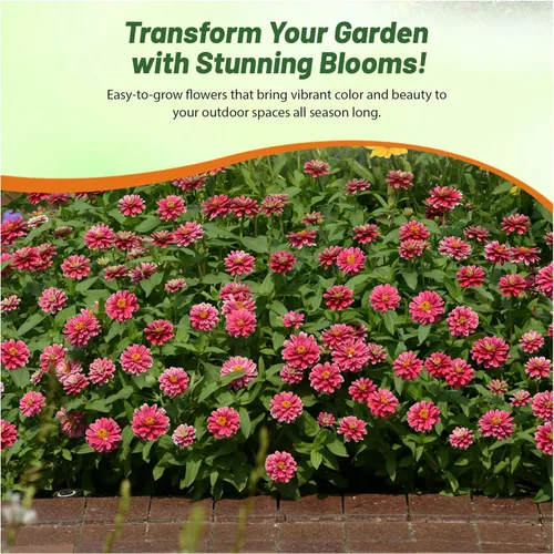 Miniatura 6 de Outsidepride - Zinnia, 100 semillas anuales, Marylandica Zahara Double Raspberry Ripple, flores para plantar, color frambuesa