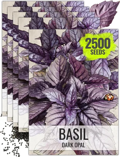 Miniatura 13 de Seed Needs Semillas de albahaca para plantar hierbas de albahaca tailandesa, sin OMG y semillas de hierbas sin tratar para cultivar un jardín