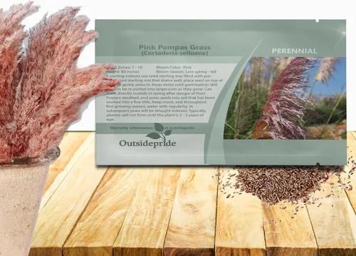 Miniatura 11 de Outsidepride Semillas de hierba de pampa blanca: 1,000 piezas. Hierba ornamental perenne, tolerante a la sequía para bordes de jardín grandes