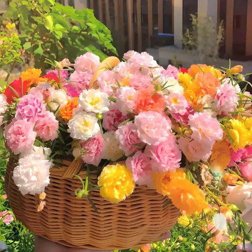 Miniatura 2 de 10000 semillas de rosa de musgo Portulaca para plantar, flores de color mixto de bajo mantenimiento, ideales para áreas cálidas y secas