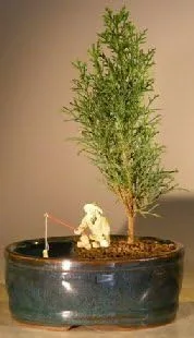 Miniatura 2 de Semillas de árbol bonsái de ciprés italiano para plantar 50 semillas Semillas exóticas de árbol de hoja perenne para cultivar, ideal