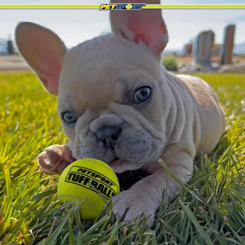Miniatura 7 de PetSport Jr Yellow Tuff Ball - Pelotas de tenis pequeñas para perros, juguete masticable para cachorros para masticadores agresivos, atrapar, goma