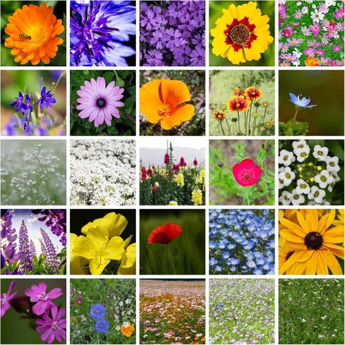 Todas las semillas de flores silvestres anuales mezcladas para plantar - 1 lb ~16,000+ semillas - 21 variedades incluyendo amapola de California,