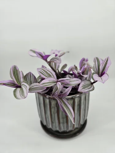 Miniatura 3 de Judío errante Juego de 2 Pink Tradescantia Nanouk Plantas vivas enraizadas en macetas de 4 pulgadas