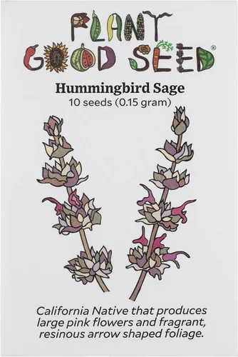 Miniatura 13 de Plant Good Seed Semillas orgánicas de salvia clara para plantar: hierba para cosméticos, flores moradas fragantes - Paquete de 50 semillas