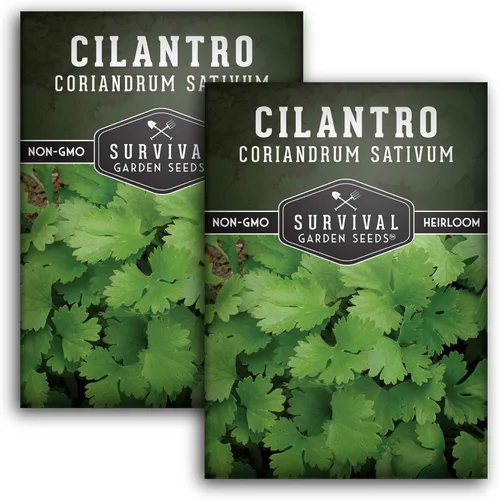Miniatura 10 de Semillas de cilantro para plantar Hierba de cilantro sin OMG Cultivo de jardín interior y exterior Cosecha confiable de crecimiento rápido