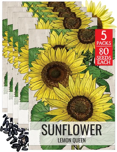Miniatura 12 de Seed Needs Semillas de girasol para plantar girasoles de manchas solares enanas, semillas de flores de corte anual de polinización abierta