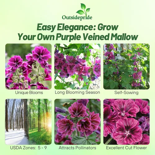 Miniatura 2 de Outsidepride Bibor Felho - Semillas de Hollyhock francés – 50 piezas de semillas perennes de color morado veteado y magenta, semillas de flores