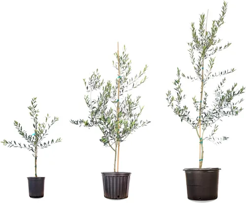 Miniatura 8 de Perfect Plants Planta viva de oliva arbequina, 2-3 pies, incluye guía de cuidado