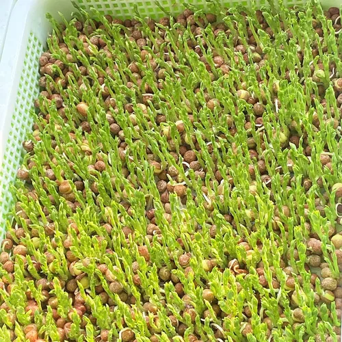 Miniatura 6 de Bandeja de germinación de semillas, 10 paquetes de bandejas de cultivo de microgreens Kit de cultivo de brotes de gran capacidad, bandeja