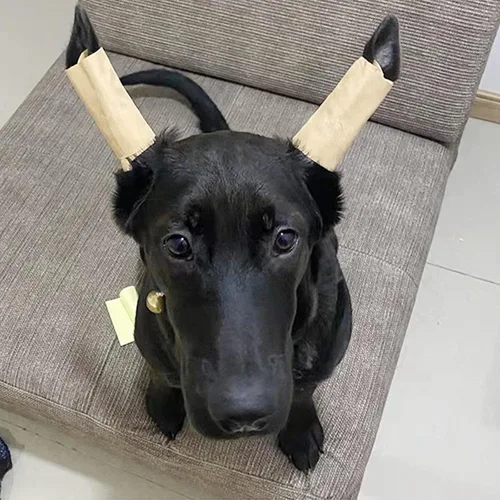 Miniatura 4 de 1 par de parches de soporte para orejas de perro, calcomanías de soporte para orejas de perro, herramienta de soporte para orejas de perro, soporte