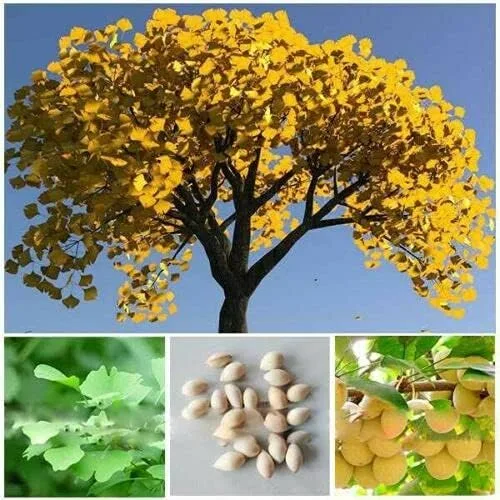 Miniatura 2 de Planta viva de árbol de ginkgo de 1 año en maceta de cuarto de galón, planta de árbol de ginkgo bien enraizada, lista para crecer