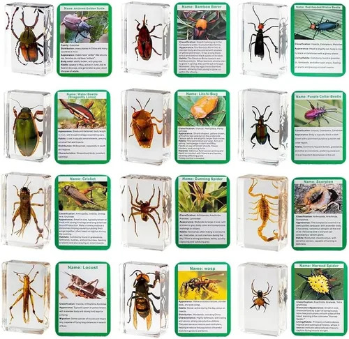 Miniatura 5 de Colección de insectos en resina, juego educativo de espécimen de insectos para niños, perfecto para preescolar, ciencia de aula y exhibiciones