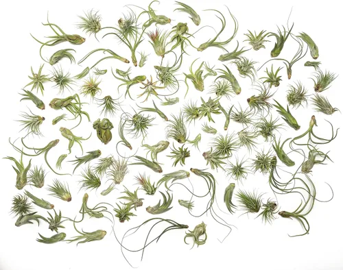 Tillandsia Plantas de aire vivas de interior (paquete de 100), plantas de aire, recuerdos de fiesta a granel o recuerdos de boda, plantas vivas,