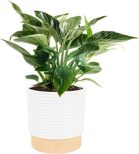 Costa Farms - Philodendron birkin, planta de interior viva, 14 pulgadas de alto, maceta decorativa blanca, colección Trending Tropicals