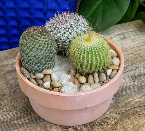 Miniatura 6 de Altman Plants, Surtido de plantas de cactus vivas (8 unidades), plantas suculentas vivas en mezcla de tierra de cactus, plantas de cactus vivas