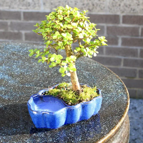 Miniatura 8 de Árbol de bonsái enano vivo de jade de Brussel's Bonsai, para interior - Pequeño, 3 años de edad, de 5 a 8 pulgadas de alto - Árbol de jade en maceta