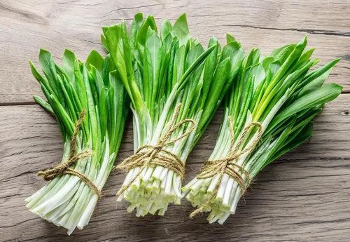 Semillas Hierba Ramsons (Ajo Salvaje) - 50 Semillas