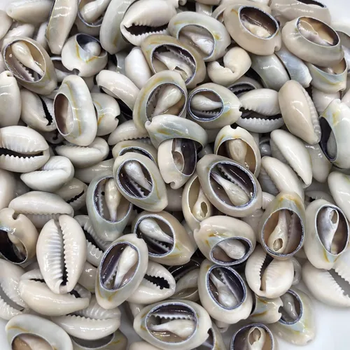 Miniatura 2 de 100 cuentas de concha de cauri naturales fuertes blancas de 0.63 a 0.71 pulgadas, conchas marinas ovaladas de corte liso, conchas marinas de playa