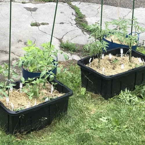 Miniatura 7 de Estacas para plantas de jardín de 24 pulgadas, 2 pies, soporte de palo de acero para plantas, paquete de 25 estacas de tomate para cultivar plantas