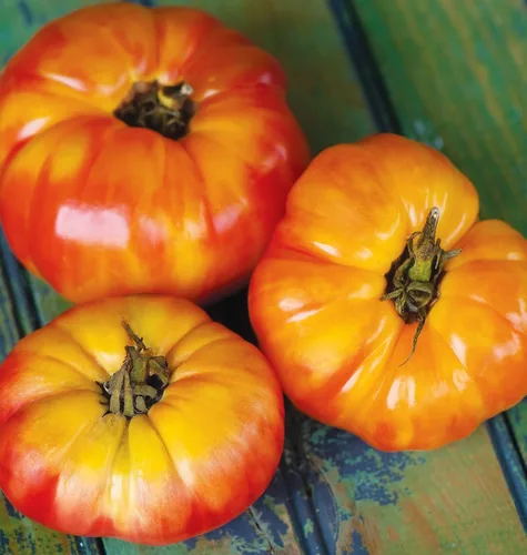 Miniatura 2 de Burpee 'Big Rainbow' Heirloom, Tomate Grande Beefsteak para Rebanar, 100 Semillas Sin OGM