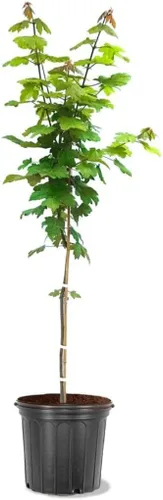 Autumn Blaze Maple, maceta viva de 1 galón, árbol de sombra de crecimiento rápido con color otoñal | Arbor Day Foundation (Debido a las leyes