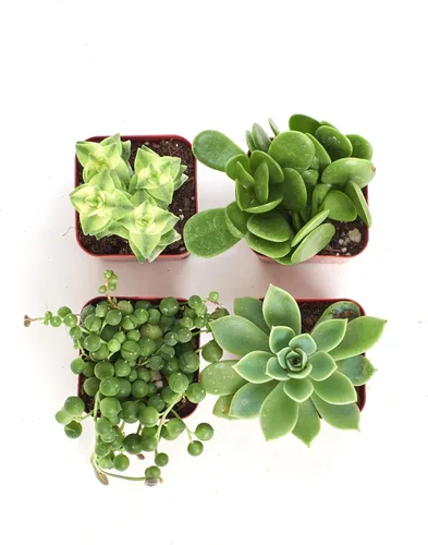 Miniatura 3 de Compre la suculenta y verde colección de suculentas., paquete de de 4