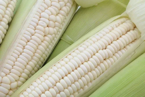 Miniatura 2 de Semillas de maíz blanco para plantar - Más de 50 semillas - Top Producer