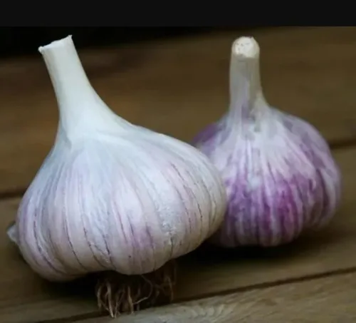 Miniatura 2 de Bulbos de ajo enteros – Enormes bulbos sin OMG para plantar en otoño o saborizar platos – listos para plantar o comer – (2 bombillas)