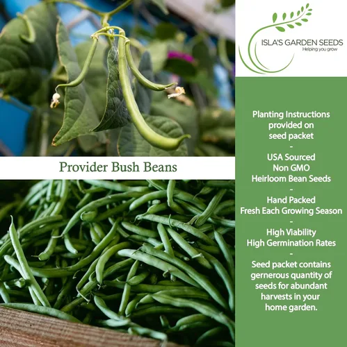 Miniatura 2 de Provider Bush - Semillas de frijol verde (Phaseolus vulgaris) - Más de 30 reliquias sin OMG de Isla's Garden, variedad de cosecha temprana
