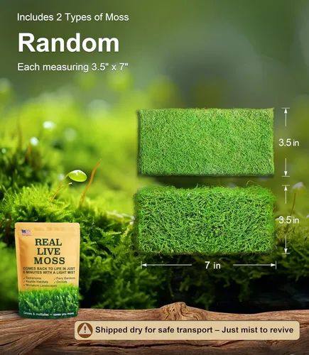 Miniatura 2 de Real Live Moss - Paquete variado (cada uno de 3.5 x 7 pulgadas), musgo real decorativo para terrarios, mini jardines, plantas en maceta y bonsái
