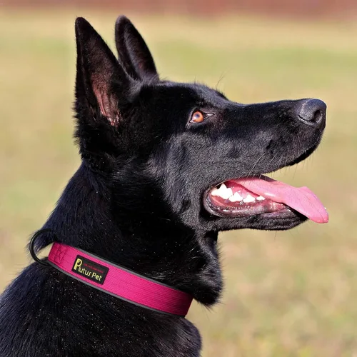Miniatura 6 de Collar táctico para perro Plutus Pet, reflectante, collar ajustable resistente para perro, suave acolchado y cómodo, para perros pequeños, medianos