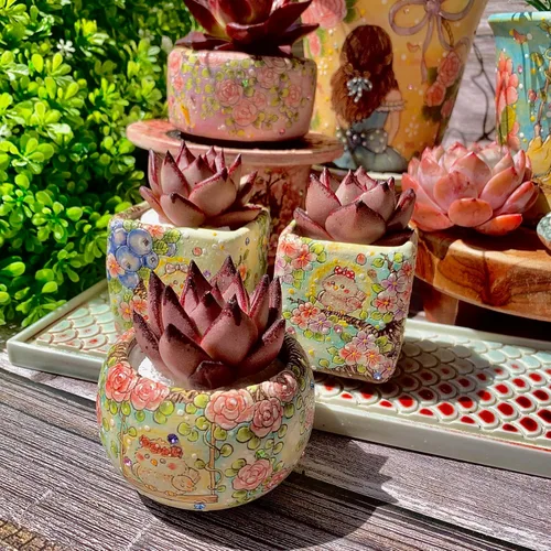 Miniatura 6 de Echeveria agavoides Romeo - Kit de suculentas, con maceta de plástico, 1 cabeza de 2 pulgadas, planta viva de 2 pulgadas, suelo comprimido y guía