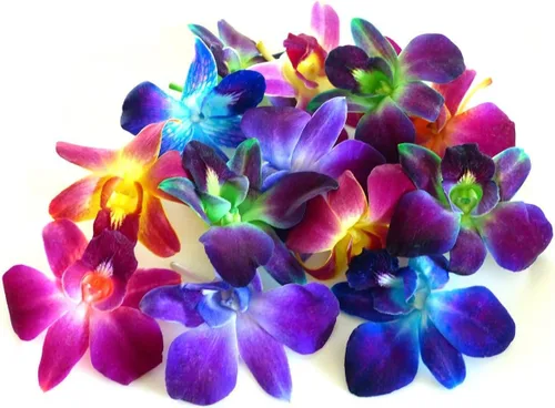Miami Fresh Orchid Flower OrchidClub USA Sunne Tropical Loose Bloom Head DIY Lei Food Drink Decoración multicolor (50 arcoíris)