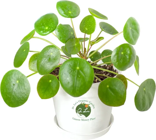 Miniatura 15 de Planta de jade colgante orgánica de Dr. Lu Planta de jade rara Plantas suculentas vivas Plantas purificadoras de aire para interior Plantas