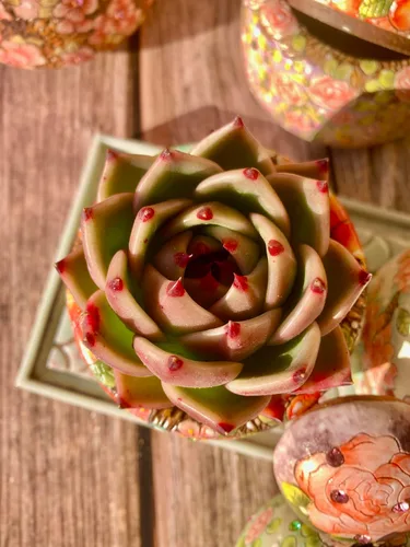 Miniatura 7 de Echeveria Agavoides - Kit de suculentas de dragón azul, con maceta de plástico, 1 cabeza de 2 pulgadas, planta viva de 2 pulgadas, suelo comprimido
