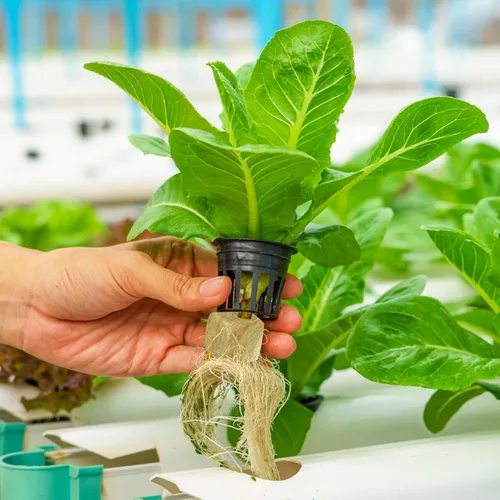 Miniatura 7 de Cubos de lana de roca de 5 cm de Halatool para jardín, cubos de lana de roca para hidroponía, cubos de plantación de lana de roca para cultivo sin 2
