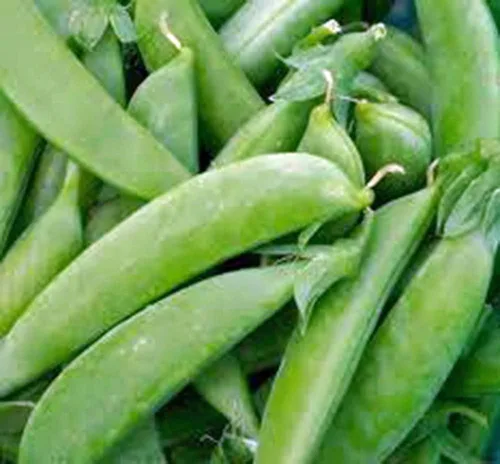 Semilla de guisante, Sugar Daddy Snap Pea, reliquia, sin OMG, 50 semillas, guisantes perfectos, acres de Country Creek