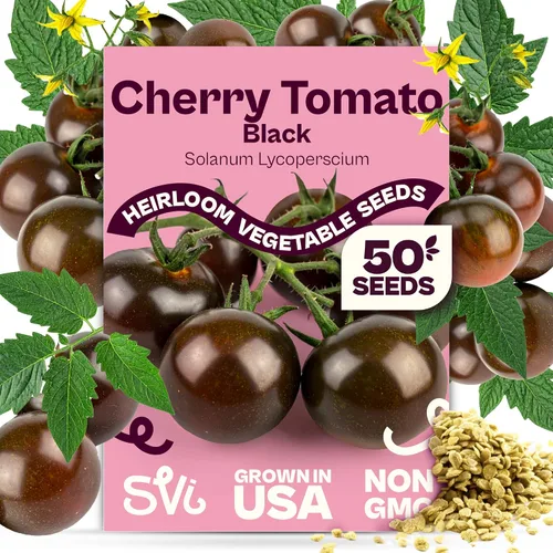 Miniatura 26 de SVI 550 semillas grandes de tomate cereza roja (Solanum lycoperscium) - Paquetes de semillas de tomates cherry, mini tomates en la vid - Semillas