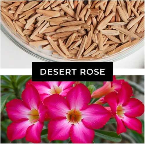 Miniatura 4 de Semillas de rosa del desierto de color mixto Adenium Obesum fácil de cultivar - Planta bonsái exótica (10 semillas)