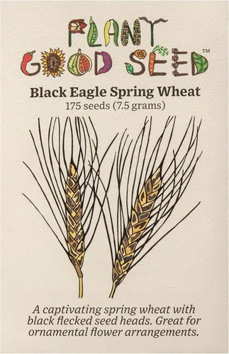 Plant Good Seed Semillas orgánicas de trigo de primavera de águila negra, paquete de 175, semillas tradicionales para plantar granos, verduras,