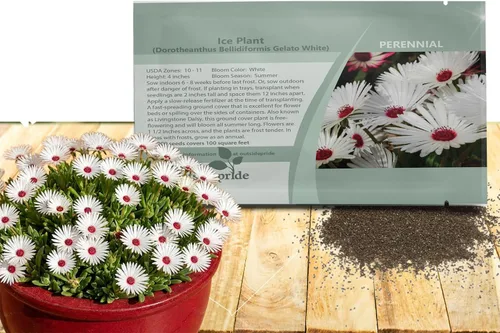 Miniatura 11 de Outsidepride Gelato - Semillas de plantas de hielo naranja – 5000 piezas de semillas perennes, tolerantes a la sequía, para plantar flores vibrantes